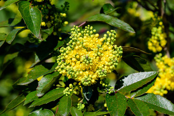 Many small yellow blooms and flowers of Mahonia aquifolium and green leaves on shrubs, in a garden in a sunny spring day, beautiful outdoor floral background photographed with soft focus.