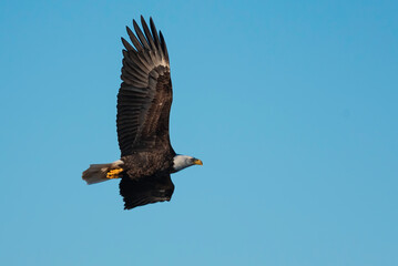 Bald Eagle In Flight with Blue Sky Background