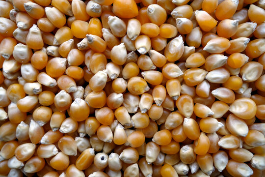 Corn seeds close-up.
