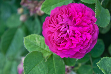 one pink rose on a bush in the garden close-up