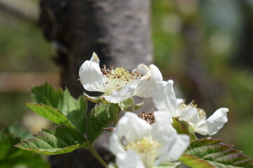 White flowers of blackberry (Rubus fruticosus)