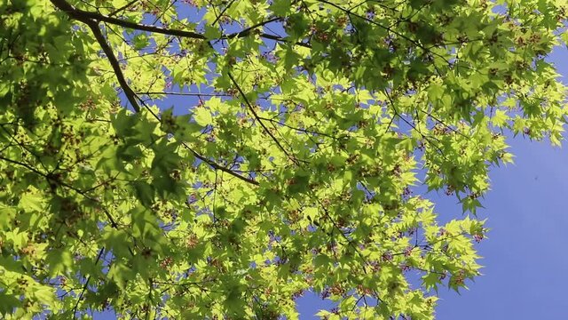 花が咲いた日本の新緑のモミジと青空