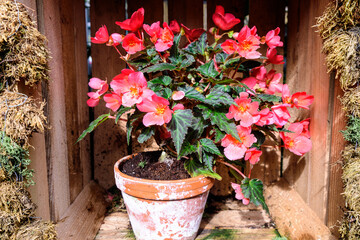 Top view of many vivid pink begonia flowers with fresh leaves in a garden pot in a sunny summer day, perennial flowering plants in the family Begoniaceae, vivid floral background in direct sunlight.