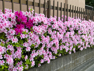 アザレア（西洋ツツジ） [azalea]