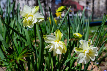 Fototapeta premium One delicate white and vidid yellow daffodil flower in full bloom with blurred green grass, in a sunny spring garden, beautiful outdoor floral background photographed with selective focus.