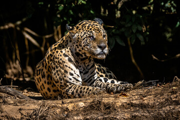 Naklejka na ściany i meble Jaguar / Onça Pintada (Panthera onca)