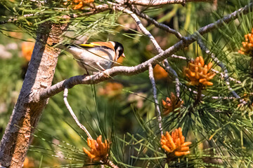 European goldfinch perched on a tree branch
