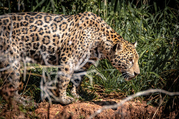 Jaguar / Onça Pintada (Panthera onca)