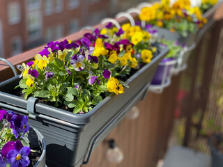 Beautiful bright viola cornuta pansy flowers in vibrant purple, violet and yellow color in flower...