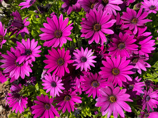 Beautiful vibrant pink Osteospermum Marguerites flowers top view, floral spring summer wallpaper background with pink cape daisy flowers