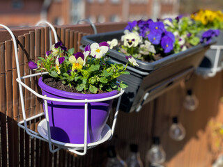Beautiful bright viola cornuta pansy flowers in vibrant purple, violet and yellow color in flower pot hanging on the balcony fence, spring beautiful balcony flowers high angle view