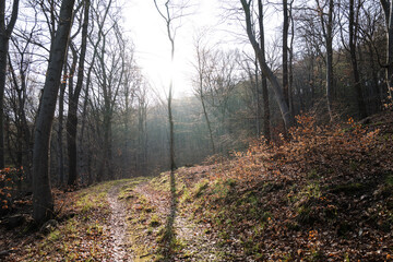 Obraz premium Wanderweg durch den frühlingshaften Wald bei Sonnenschein