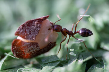 Sahara Desert Ants (Cataglyphis nodus) macrophotography busily pulling seed side view in United Arab Emirates. Teamwork hardwork, and resourcefulness concepts.