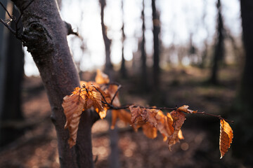Vertrocknete Blätter vom letzten Winter hängen am Baum