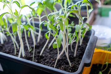 Seedlings of tomatoes in a box. Shaggy shoots for planting in the ground