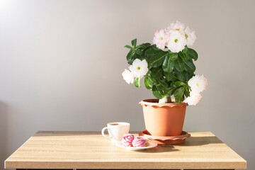 Adenium plant in a pot and cup of coffee with sweets on the table. Good morning concept. 