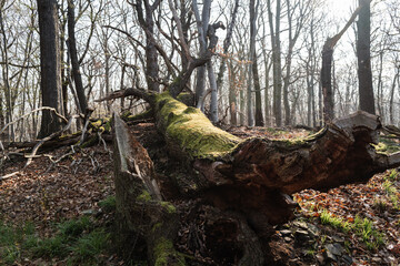 Fototapeta na wymiar Uralter Baum mit Moos liege im Wald
