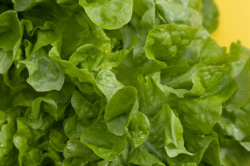 Fresh green lettuce leaves on yellow background