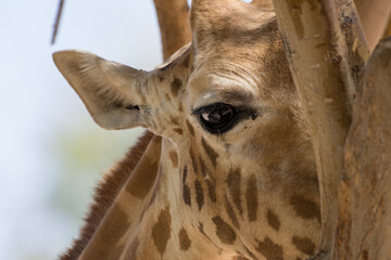 A close up of a giraffe (giraffa) eye hiding behind a tree in Africa.