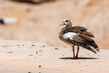Egyptian Goose (Alopochen aegyptiaca) standing on dry ground, copy space left.