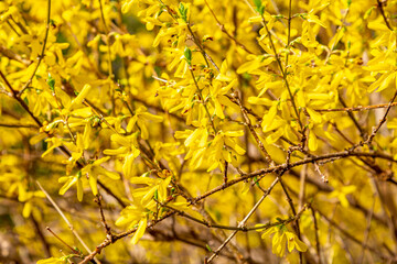 Forsythia in full Bloom