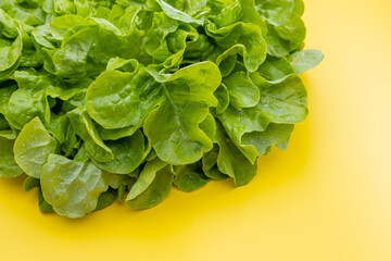 Fresh green lettuce leaves on yellow background