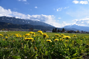 Blumenwiese