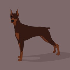 Doberman