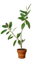 Home plant ficus in a clay pot isolated. Ficus flower on the white background 