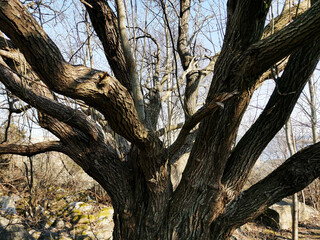 Closeup shot of a tree with thick branches in Kjerringvik, Norway