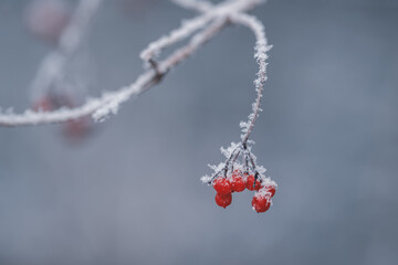 rote Beeren im schneee