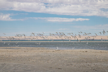 gulls fly along the coast at Cape Dias near the town of Luderitz Namibia