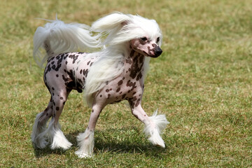 Obraz na płótnie Canvas Chinese Crested hairless dog