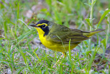 Kentucky warbler (Geothlypis formosa) male feeding on the ground during spring migration in southern Texas, Galveston, TX, USA.