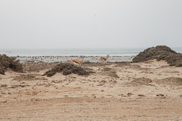 Fototapeta na wymiar springboks run on sand dunes near the Atlantic Ocean near the city of Luderitz namibia
