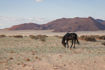 wild horses of the namib desert