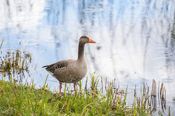 Graugans im hohen Gras am Wasser