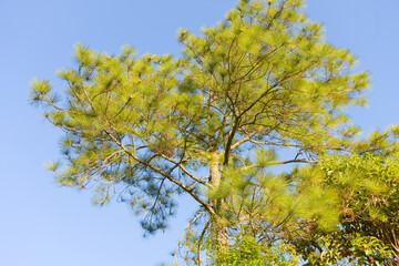 Loei Province Thailand Phu Kradueng National Park. Is one of the attractions of the most famous of...