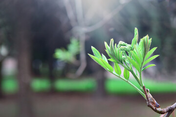 Spring young branch of rowan on a blurred background