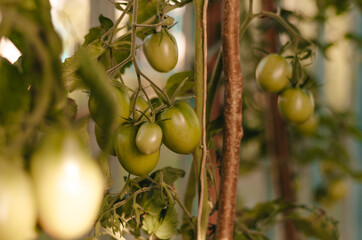 Fresh tomatoes and some tomatoes that are not ripe yet hanging on the vine of a tomato plant in the garden