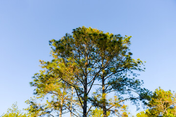 Loei Province Thailand Phu Kradueng National Park. Is one of the attractions of the most famous of...