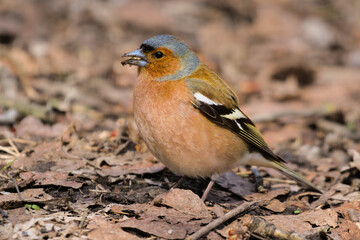 A small forest songbird with reddish sides. Chaffinch, a colorful bird sitting in last year's foliage and looking at the photographer. City birds. Blurred background. Close-up. Wild nature.