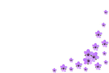 Obraz na płótnie Canvas Small lilac flowers scattered on a white background