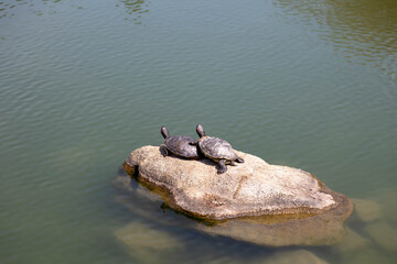 カメの甲羅干し
