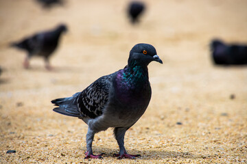 A flock of pigeons in the park in sunny day. The bird in image trying to find food in the sandbox.