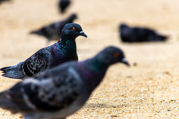 A flock of pigeons in the park in sunny day. The bird in image trying to find food in the sandbox.
