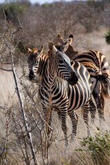 group of zebras in tsavo east national park
