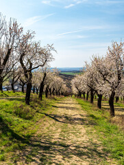 Blossoming almond trees orchard above Hustopece town in Czech republic