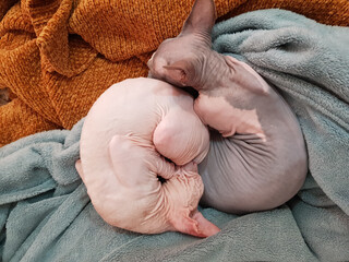 Two cats don sphynx. Couple kittens