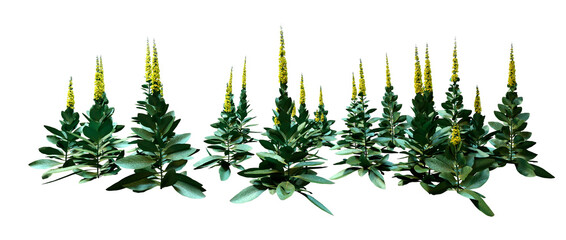 Fototapeta premium 3D Rendering Common Mullen Plants on White